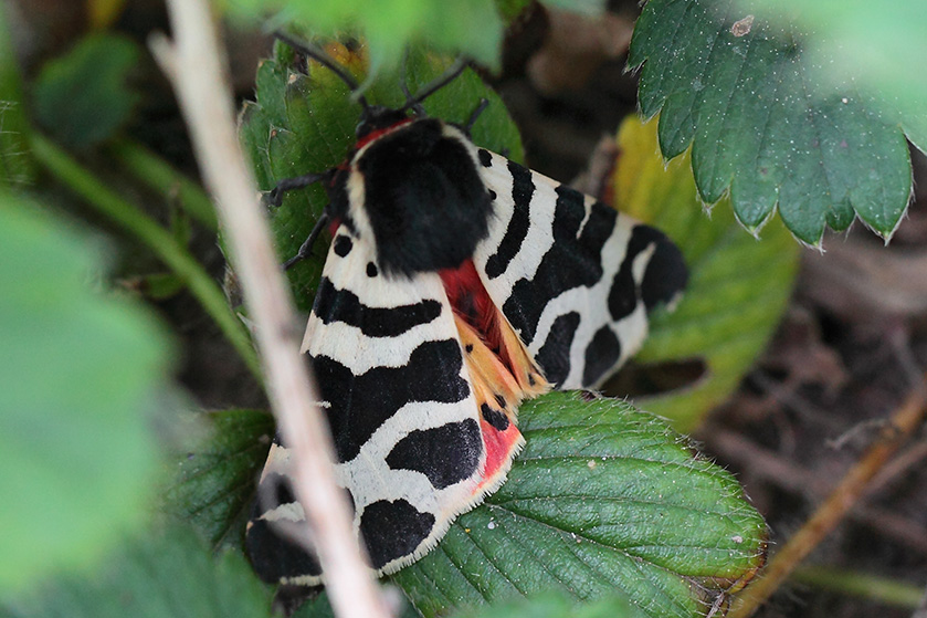 Atlantarctica tigrina? S (Erebidae Arctiinae)